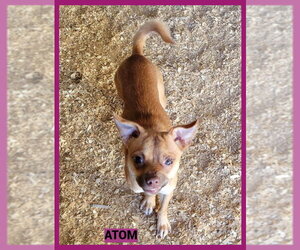 Atom - Male Chihuahua-Unknown Mix Dog for Adoption - Photo #2