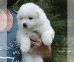 Small #4 American Eskimo Dog