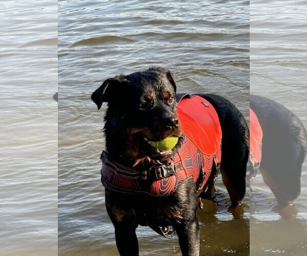 Medium Photo #5 Rottweiler Puppy For Sale in White Hall, AR, USA