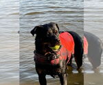 Small #4 Rottweiler