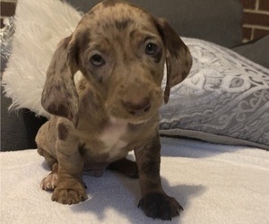 Dachshund Puppy for Sale in LUMBERTON, North Carolina USA