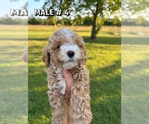 YorkiePoo Puppy for sale in ROGERSVILLE, MO, USA