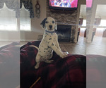 Small Photo #37 Dalmatian Puppy For Sale in AMARILLO, TX, USA