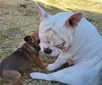 Small Photo #1 French Bulldog Puppy For Sale in EDMOND, OK, USA