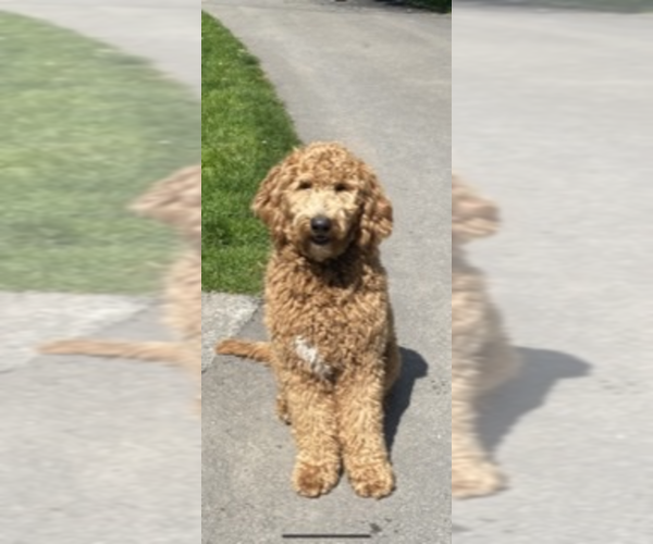 Medium Photo #1 Goldendoodle Puppy For Sale in LANGLOIS, OR, USA