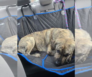 Mastiff-Unknown Mix Dogs for adoption in Rockaway, NJ, USA