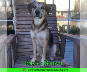 Beagle-Coonhound Mix Dogs for adoption in Pensacola, FL, USA
