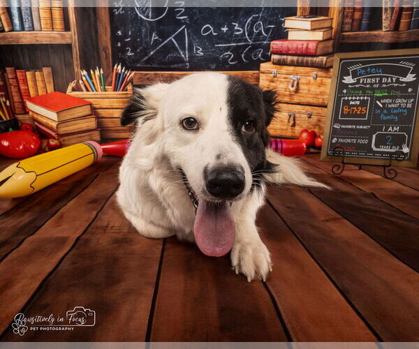 Medium Photo #27 Aussie Pyrenees Puppy For Sale in Houston, TX, USA