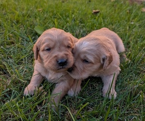 Golden Retriever Puppy for Sale in SACRAMENTO, California USA