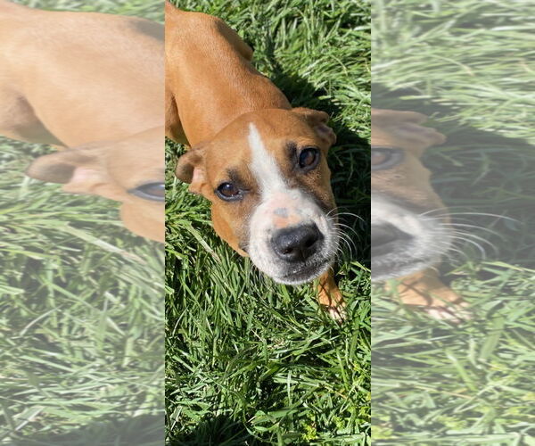 Medium Photo #6 Mutt Puppy For Sale in Pacolet, SC, USA