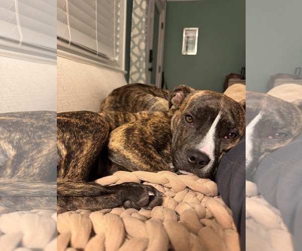 Medium Photo #10 Mutt Puppy For Sale in Mount Pleasant, SC, USA