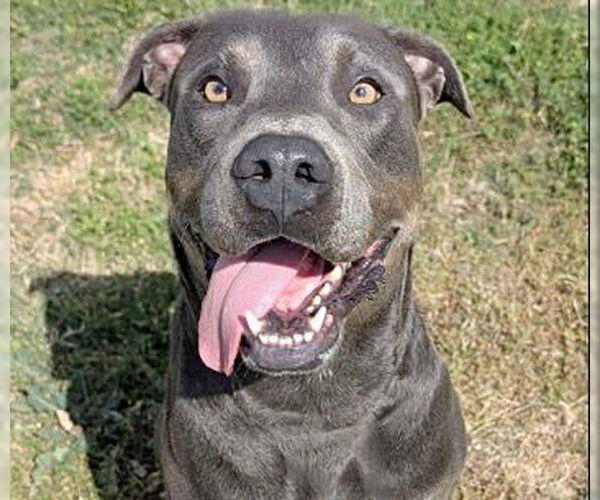 Medium Photo #2 Rottweiler-Unknown Mix Puppy For Sale in Houston, TX, USA