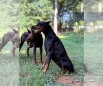 Small #2 Doberman Pinscher