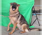 Small #3 German Shepherd Dog Mix
