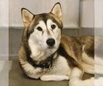 Small #1 Huskies  Mix