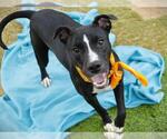 Small #1 Labrador Retriever Mix
