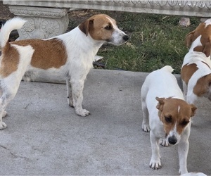 Mother of the Jack Russell Terrier puppies born on 04/21/2026
