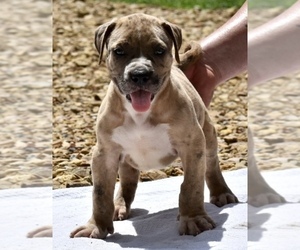 American Bully Puppy for sale in PEKIN, IN, USA