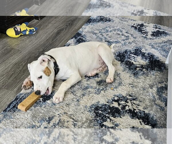 Medium Photo #7 Mutt Puppy For Sale in Wenonah, NJ, USA