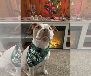 Sandy NJ - Female American Staffordshire Terrier-Unknown Mix Dog for Adoption - Photo #7