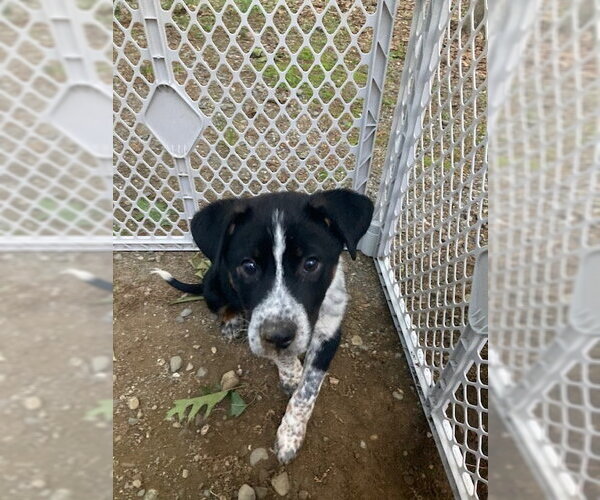 Medium Photo #1 Mutt Puppy For Sale in Garden City, NY, USA