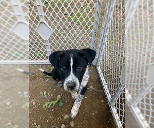 Mutt Dogs for adoption in Garden City, NY, USA