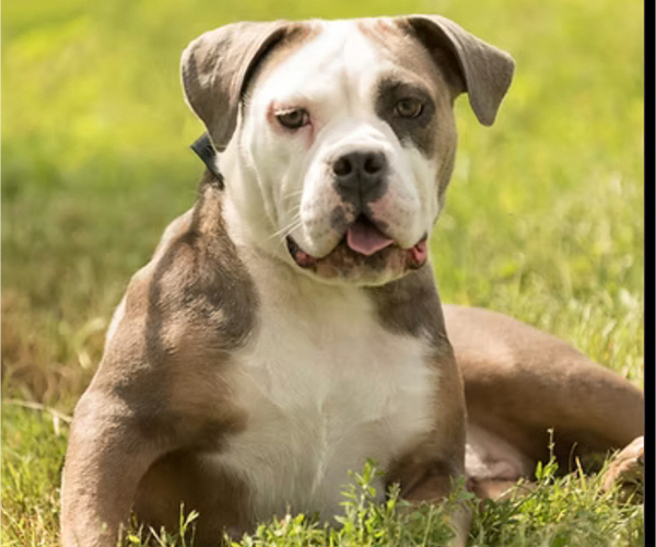 Medium Photo #1 Olde English Bulldogge Puppy For Sale in CHETEK, WI, USA