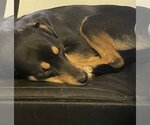 Small Photo #2 German Shepherd Dog-Miniature Pinscher Mix Puppy For Sale in Fishers, IN, USA