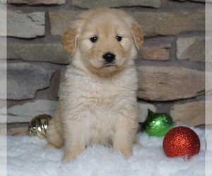 Golden Retriever Puppy for sale in FREDERICKSBG, OH, USA