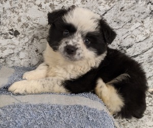 Australian Cattle Dog-Miniature Australian Shepherd Mix Puppy for sale in LUFKIN, TX, USA