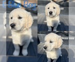 Small Photo #3 English Cream Golden Retriever Puppy For Sale in DAHLONEGA, GA, USA