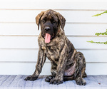 Puppy Max Mastiff