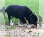 Small Photo #7 Goberian Puppy For Sale in MORGANTOWN, IN, USA