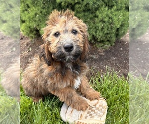 Mini Whoodle (Wheaten Terrier/Miniature Poodle) Puppy for Sale in MIDDLEBURY, Indiana USA