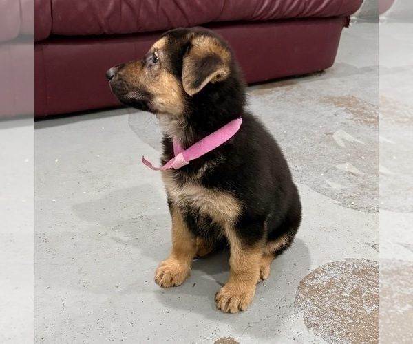 Medium Photo #33 German Shepherd Dog Puppy For Sale in BRIGHTON, CO, USA