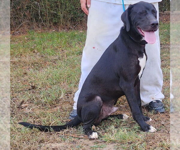 Medium Photo #7 Labrador Retriever-Unknown Mix Puppy For Sale in Wetumpka, AL, USA