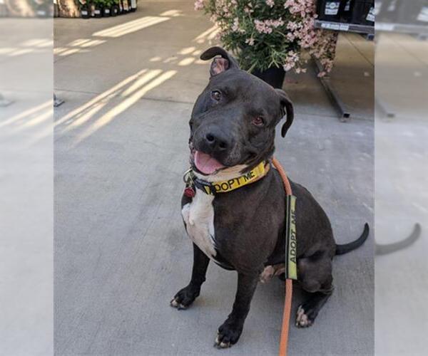 Medium Photo #5 American Pit Bull Terrier-Unknown Mix Puppy For Sale in Redlands, CA, USA