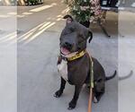Small #4 American Pit Bull Terrier Mix