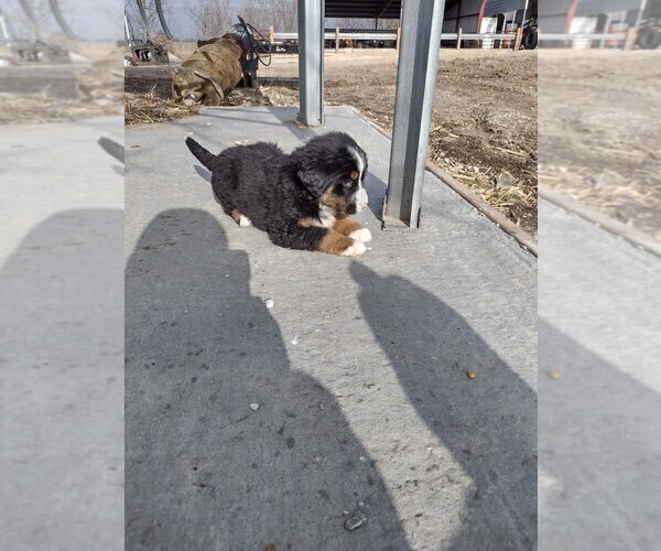 Medium Photo #2 Bernese Mountain Dog Puppy For Sale in MEMPHIS, MO, USA