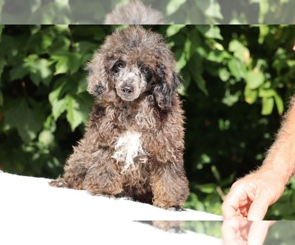 Medium Photo #4 Poodle (Miniature) Puppy For Sale in DYERSBURG, TN, USA