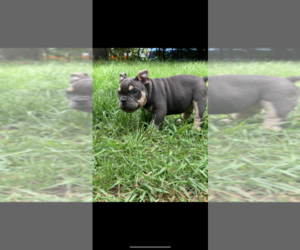 American Bully Puppy for sale in Ottawa, Ontario, Canada