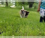 Small Photo #17 Akita Puppy For Sale in LENA, WI, USA