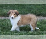 Small Photo #1 Collie Puppy For Sale in FREDERICKSBG, OH, USA