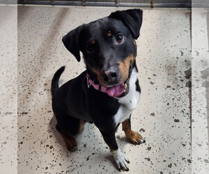 Mutt Dogs for adoption in Fargo, ND, USA