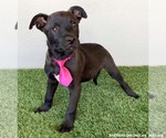 Small #1 American Staffordshire Terrier Mix