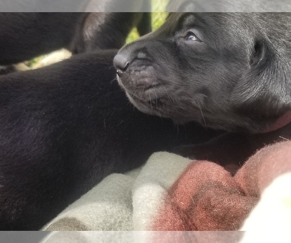 Medium Photo #13 Labrador Retriever Puppy For Sale in JACKSON, MN, USA