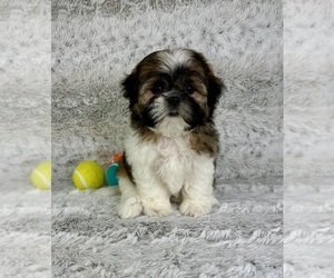 Shih Tzu Puppy for sale in GREENFIELD, IN, USA