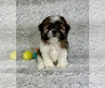 Image preview for Ad Listing. Nickname: Samson