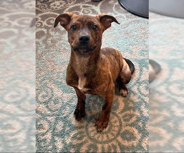 Medium Photo #4 Boxweiler Puppy For Sale in Salt Lake City, UT, USA