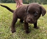 Puppy 5 Shepradors